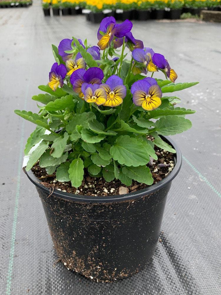 Viola cornuta "Sorbet XP - Morpho" - Image 5