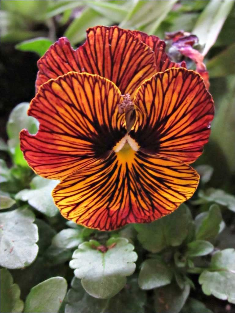 Viola cornuta " Tiger Eye Red" - Image 3