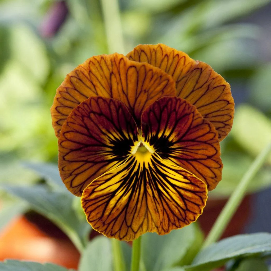 Viola cornuta " Tiger Eye Red" - Image 4