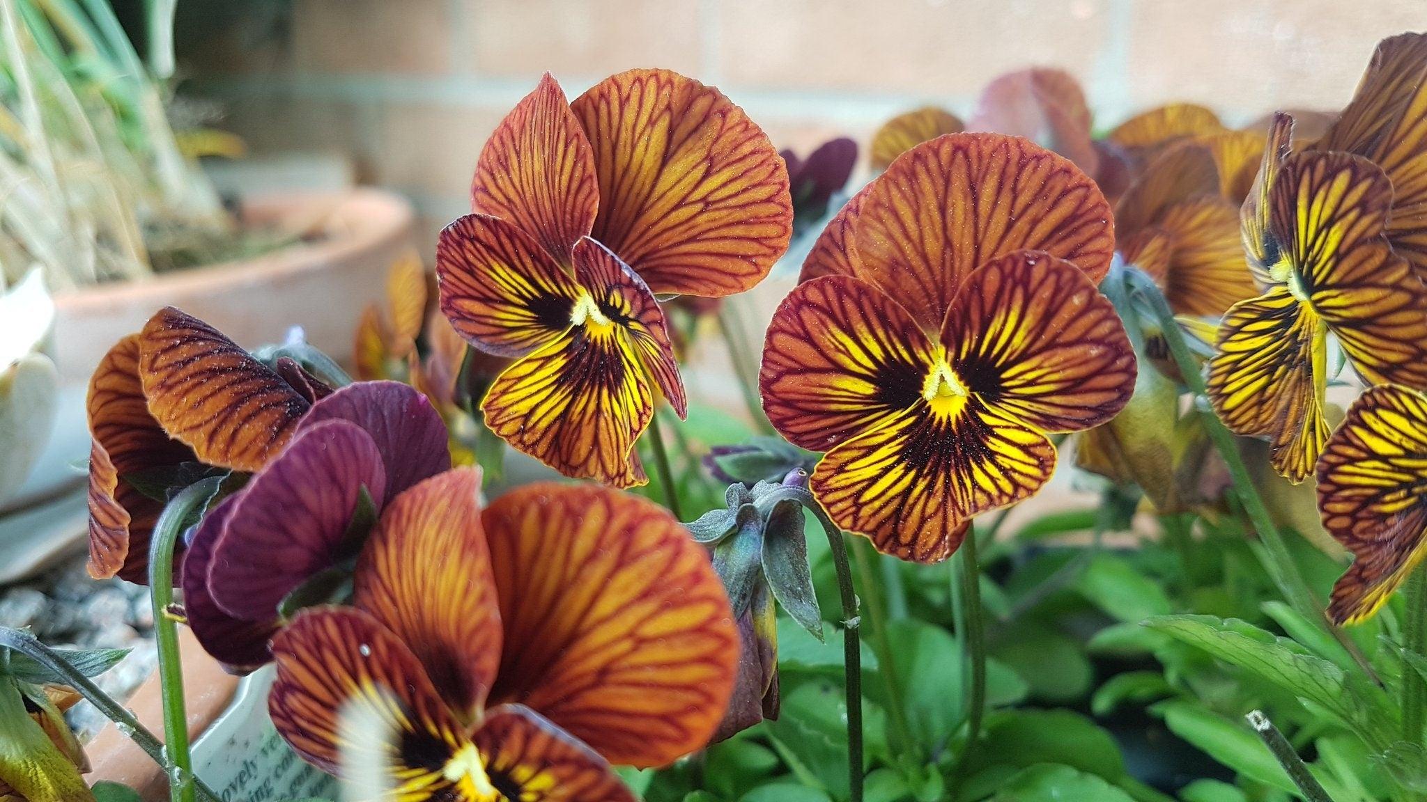 Viola cornuta " Tiger Eye Red" - Image 5