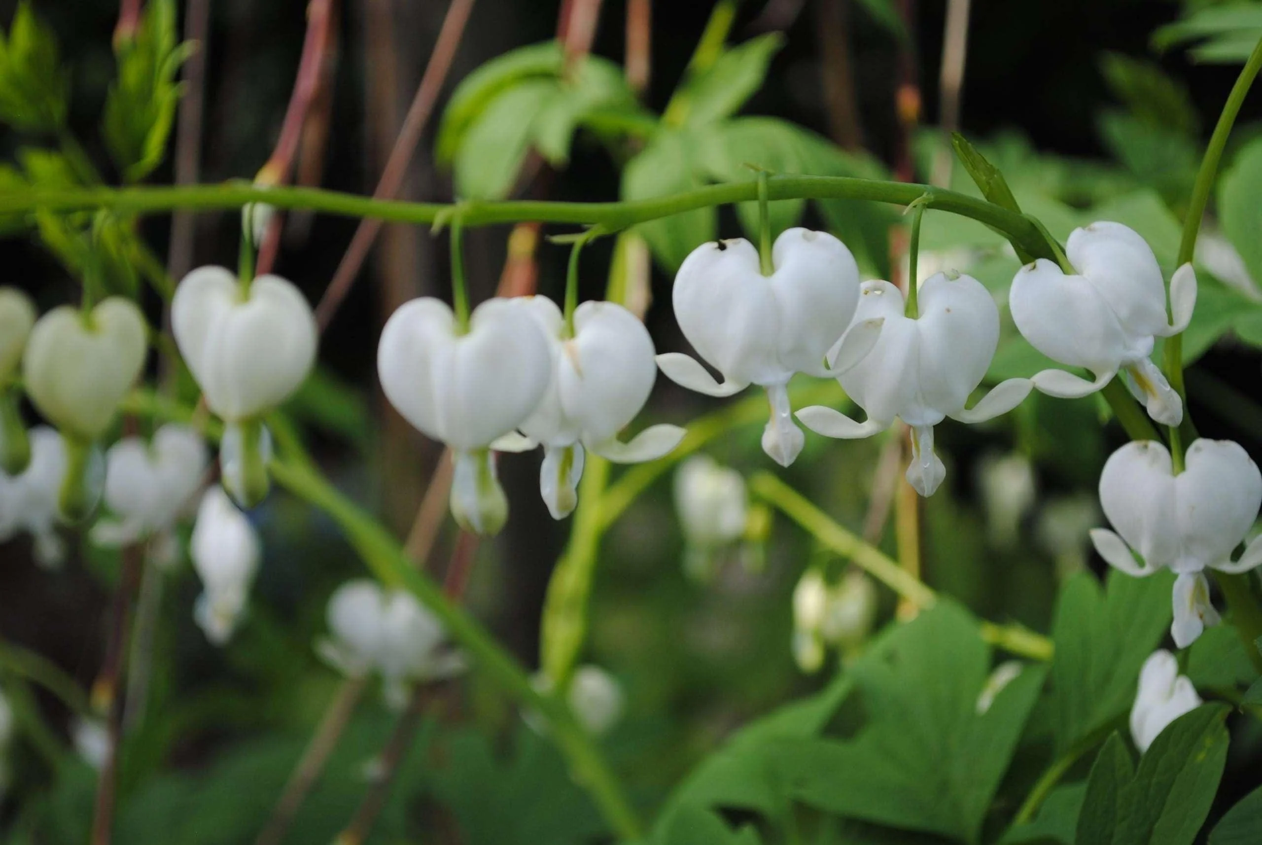 White Bleeding Hearts plant roots/rhizomes (Dicentra spectabilis 'Alba'; Lamprocapnos spectabilis) - Image 3