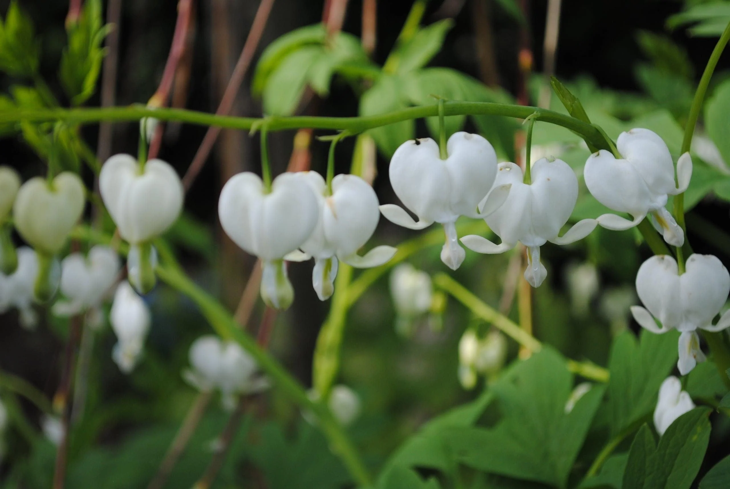 White Bleeding Hearts plant roots/rhizomes (Dicentra spectabilis 'Alba'; Lamprocapnos spectabilis) - Image 4