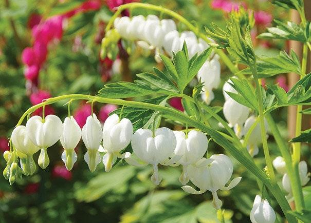 White Bleeding Hearts plant roots/rhizomes (Dicentra spectabilis 'Alba'; Lamprocapnos spectabilis) - Image 5