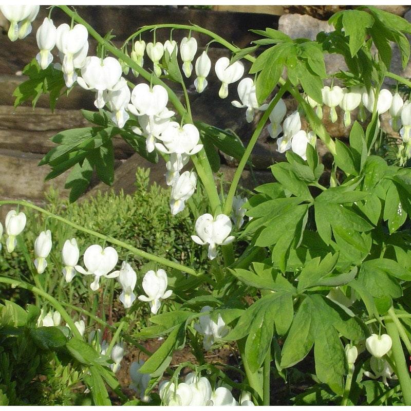 White Bleeding Hearts plant roots/rhizomes (Dicentra spectabilis 'Alba'; Lamprocapnos spectabilis) - Image 6