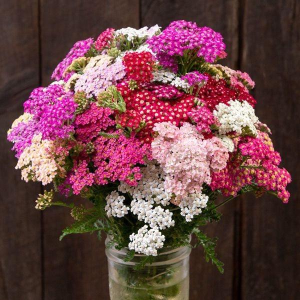 Yarrow "Summer Berries"