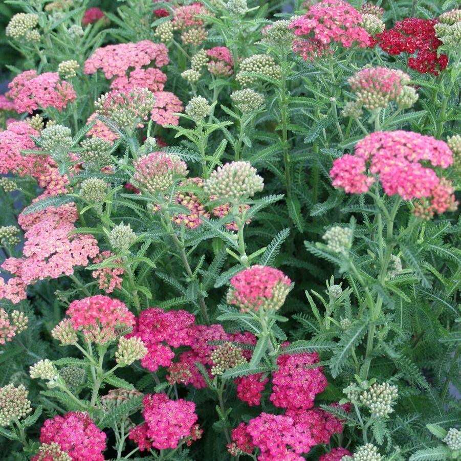 Yarrow "Summer Berries" - Image 2