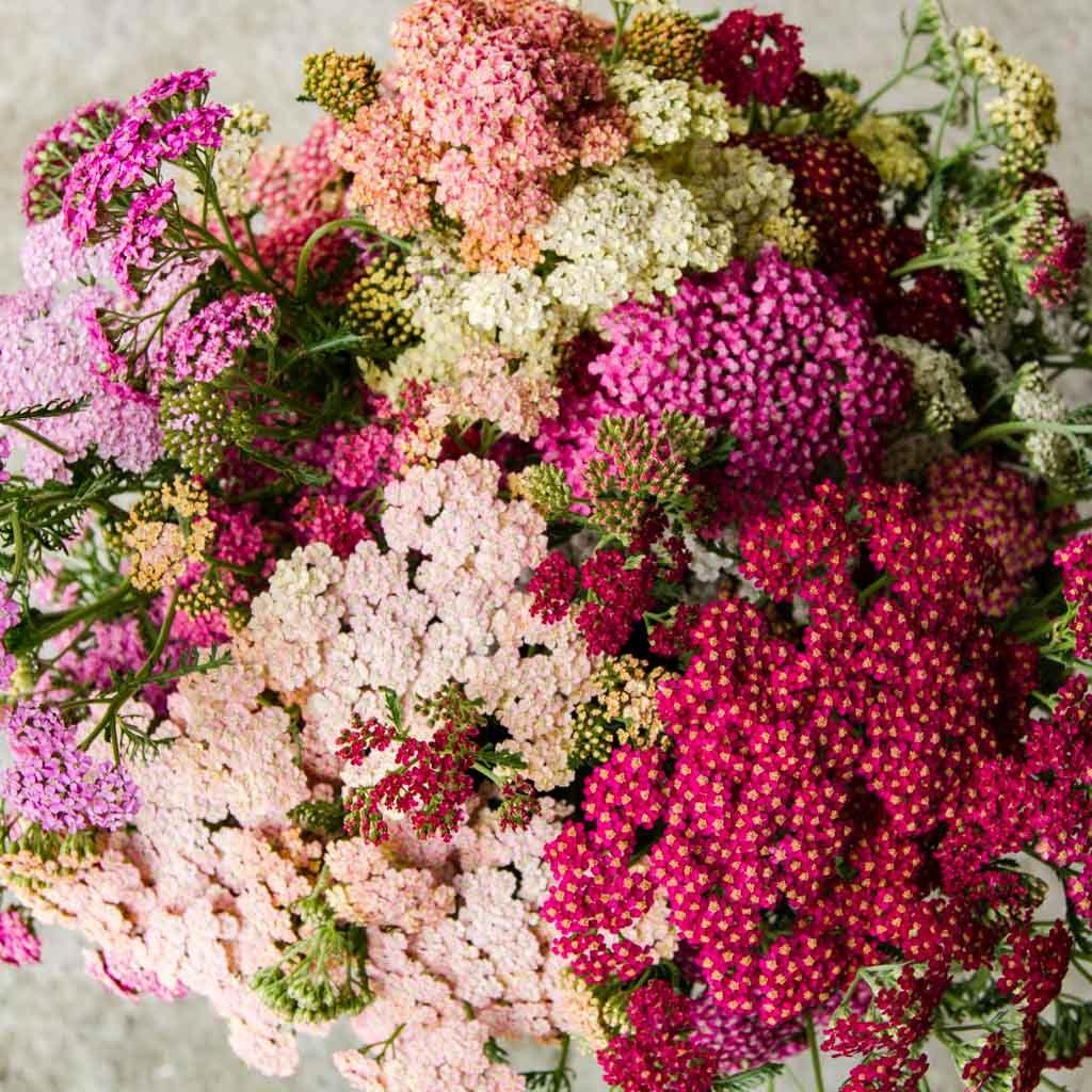 Yarrow "Summer Berries" - Image 3