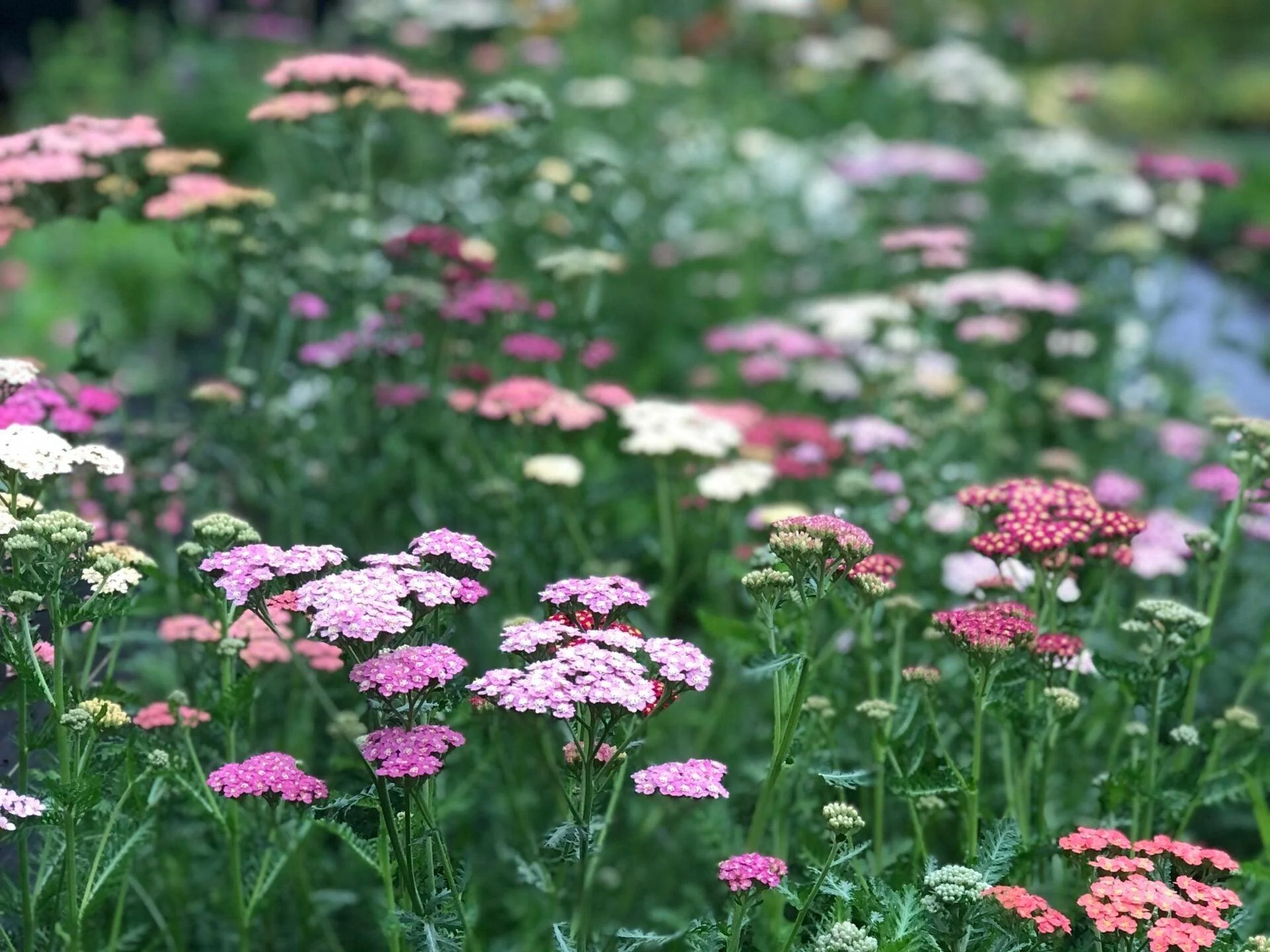 Yarrow "Summer Berries" - Image 4