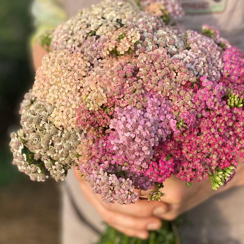 Yarrow "Summer Berries" - Image 5