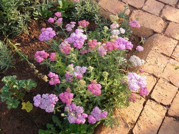 Yarrow "Summer Pastels" - Image 3