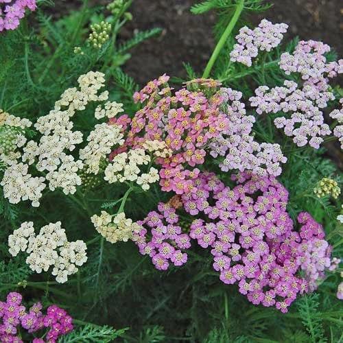 Yarrow "Summer Pastels" - Image 4