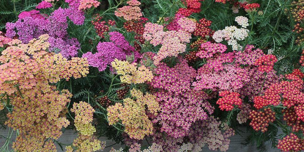 Yarrow "Summer Pastels" - Image 5