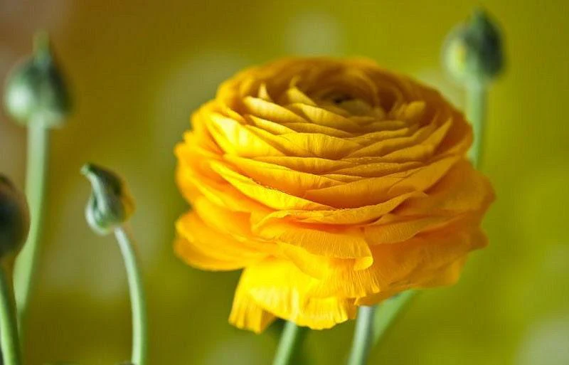 Yellow Ranunculus - Image 3