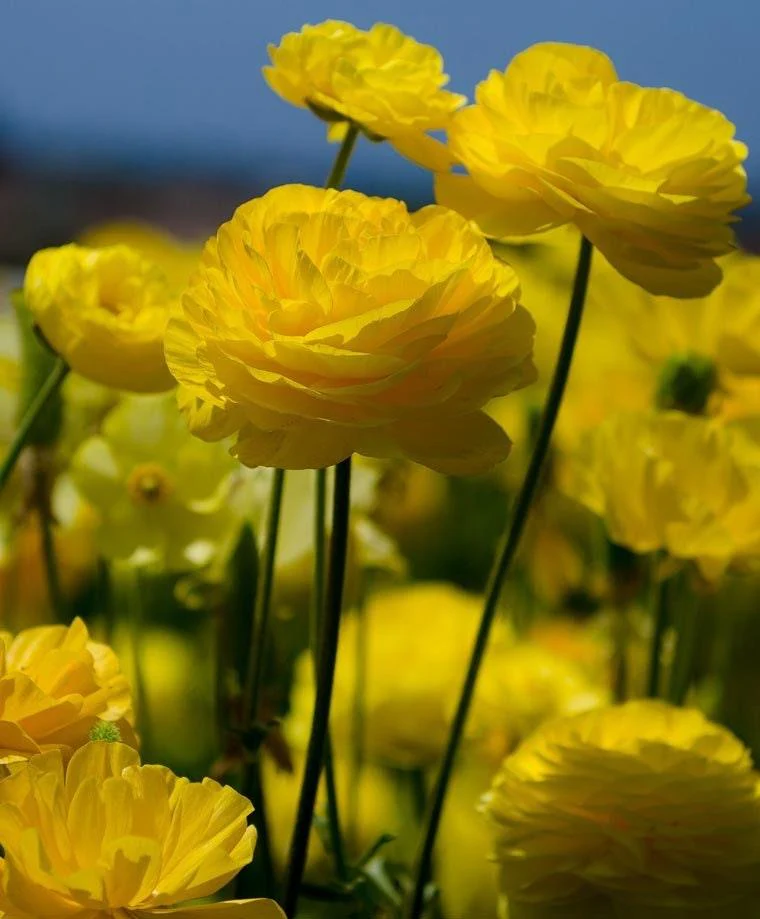 Yellow Ranunculus - Image 5
