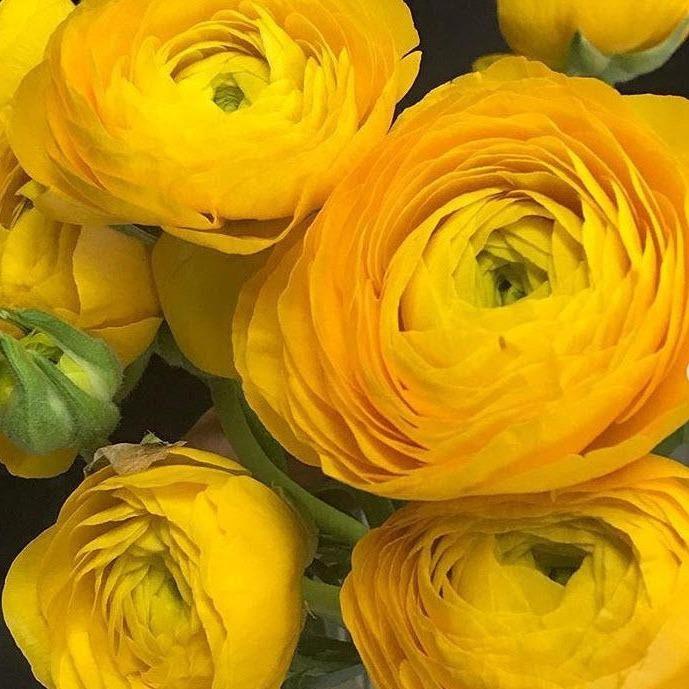 Yellow Ranunculus - Image 6